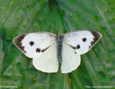 Vitfjärilar (Pieridae)