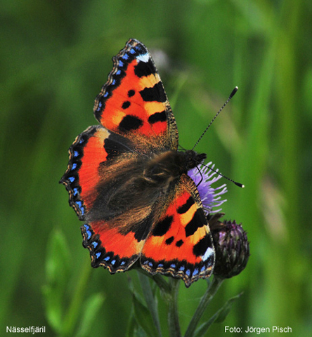 Praktfjärilar (Nymphalidae)